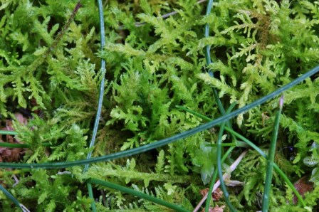 Close up of the moss, with a few strands of grass still hanging on.