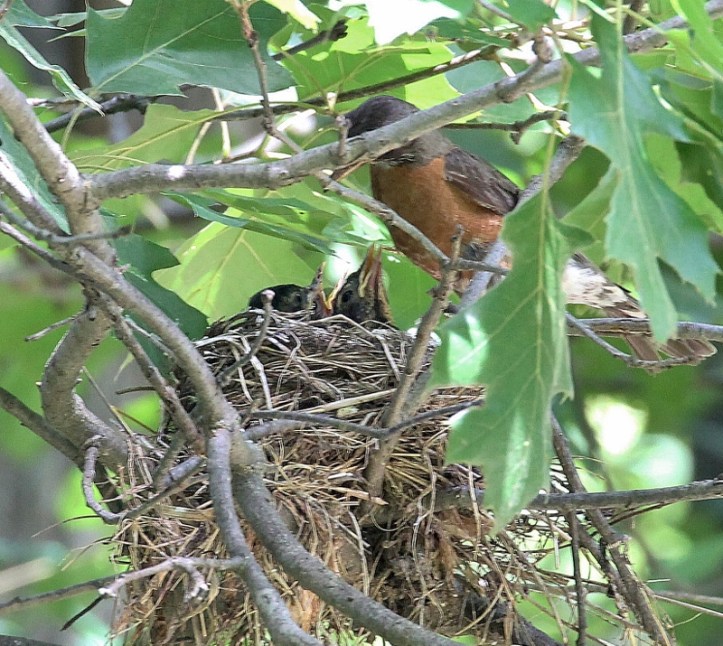 robin's nest july 26 070 (800x715)