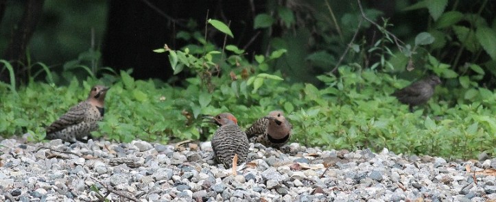 Northern Flicker family and Cowbird photobomb