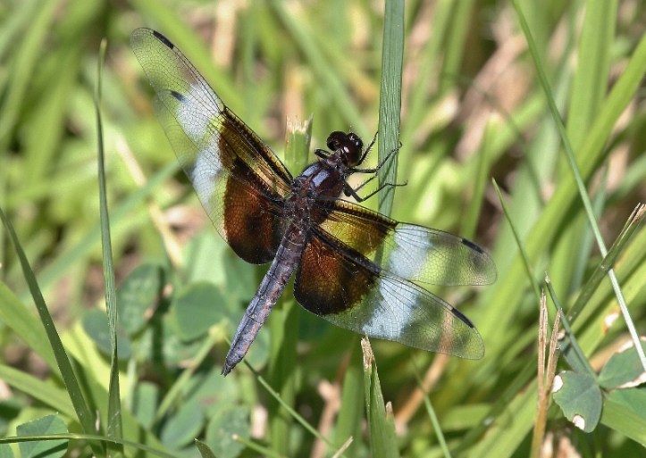 Widow Skimmer dragonfly, male