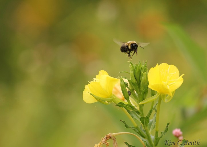 Bumblebee hovering above yellow flowers w sig