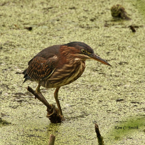 Green Heron looking for lunch