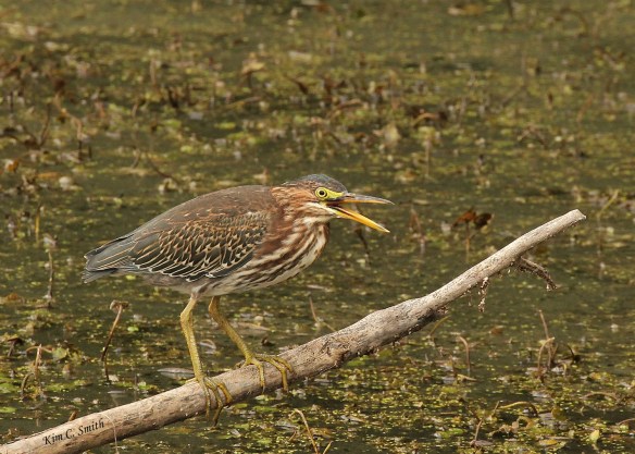 Green Heron