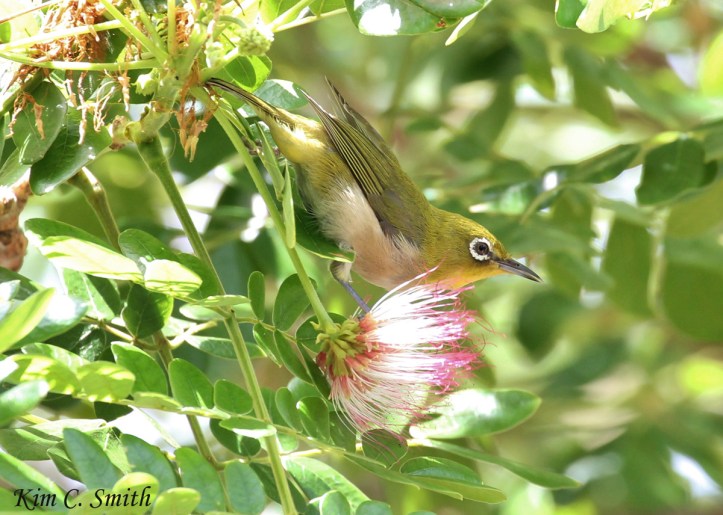 Japanese White-eye, also known as Mejiro. Isn't he beautiful?