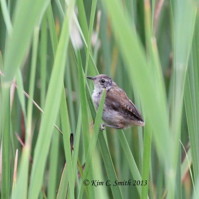 Marsh Wren hiding in the sedges
