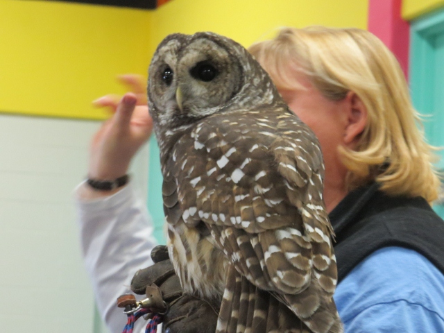 Barred Owl from Leslie Nature Center - Copy (640x480)