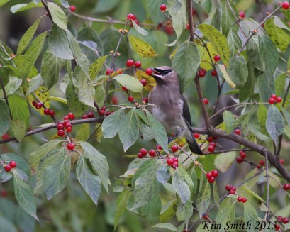 Cedar Waxwing with red berry in beak - good one (800x641)