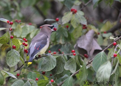 Cedar Waxwing with red berry in open mouth - a bit blurry (800x574)