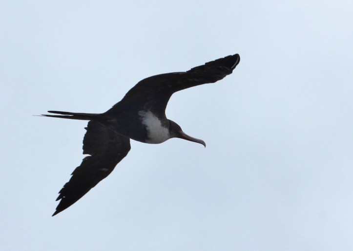 Great Frigatebird on patrol