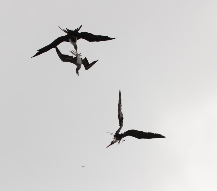 Two on one, no fair!