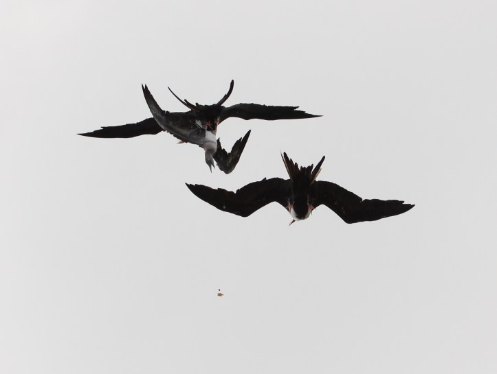 A good day for the frigatebirds. The booby, not so much.