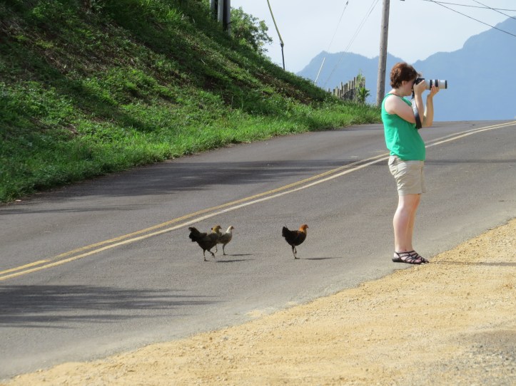 Roosters in stealth mode....