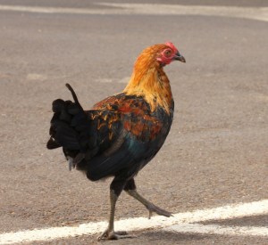 Moa, aka Red Junglefowl
