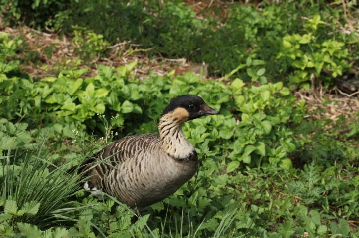 Nene, endangered Hawaiian Goose