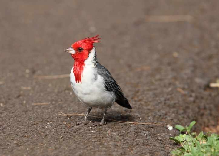 I'm all dressed up, where's the party?