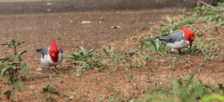 Red-crested Cardinals