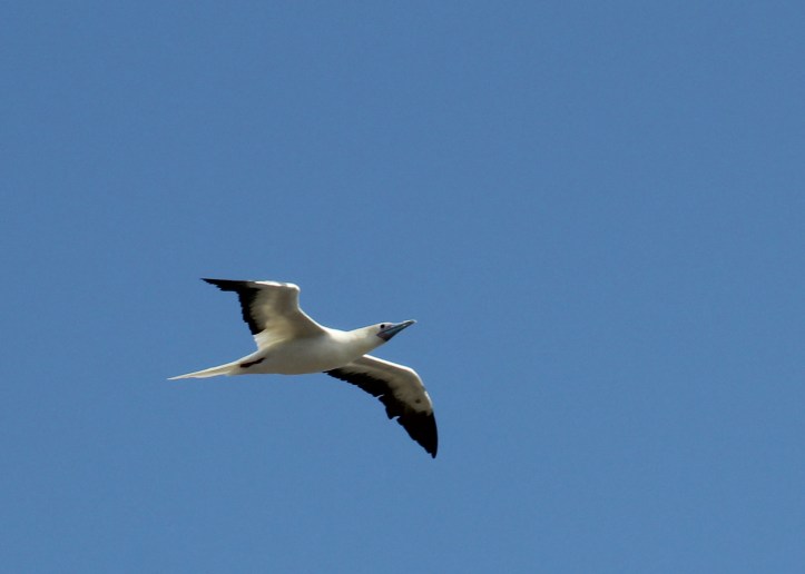 Red-footed Booby, unsuspecting....