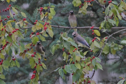 Cedar Waxwings feasting on berries in our yard