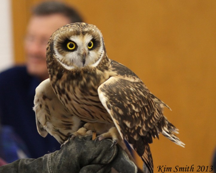 Short-eared Owl (9) (800x642) w sig
