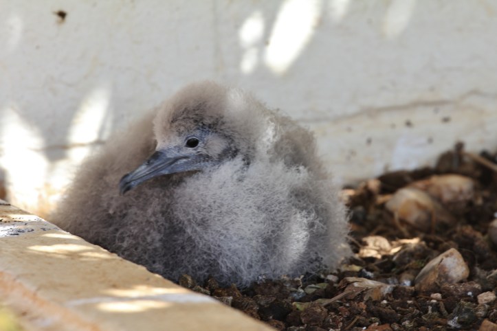 Wedge-tailed Shearwater chick