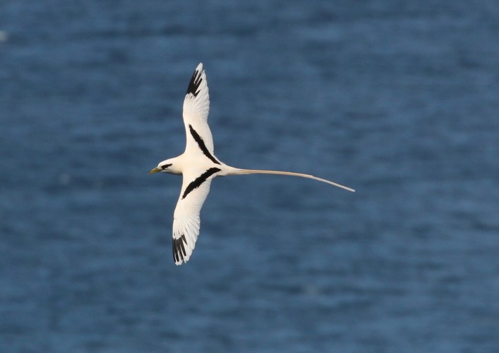 White-tailed Tropicbird - isn't that beautiful?