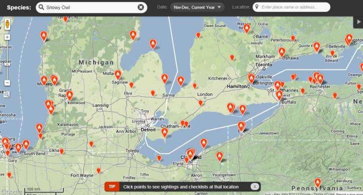 Snowy owl irruption map closer view