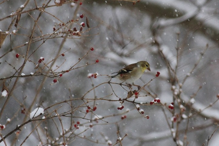 Goldfinch eating red berries in snowstorm (1024x684)