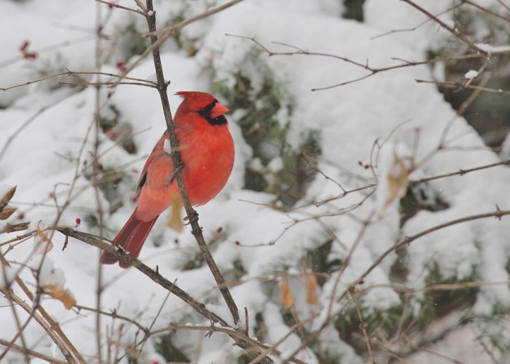 Male Cardinal in snow (1024x731)