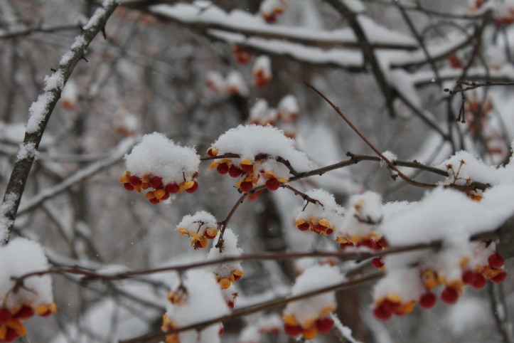 Snow-covered bittersweet berries