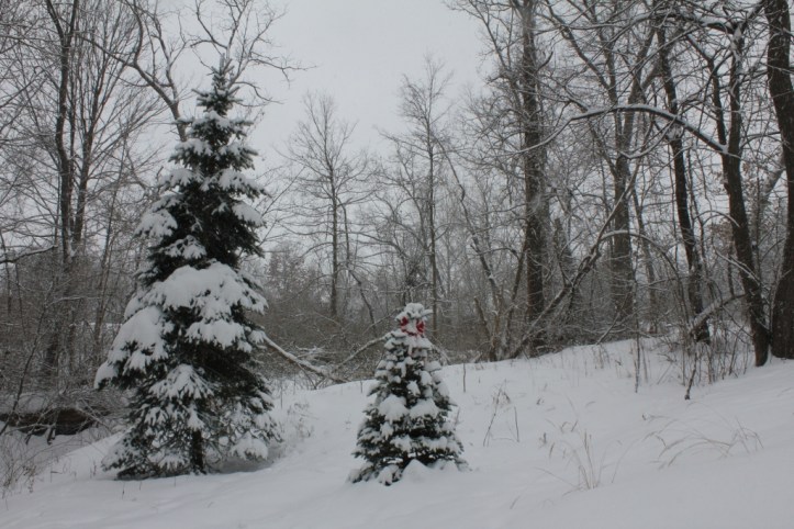 Grandaddy spruce tree and baby Korean Fir beside our driveway