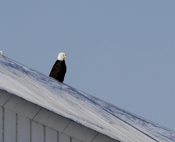 Bald Eagle