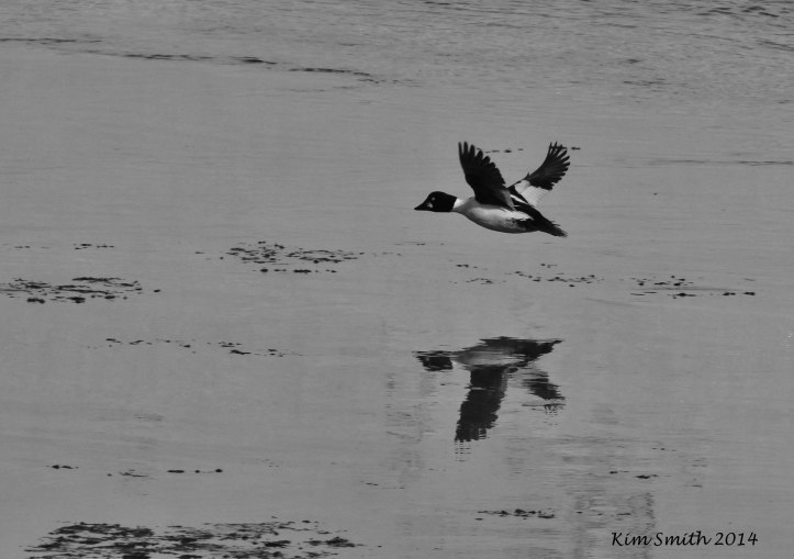 Common Goldeneye male flying low over the river.
