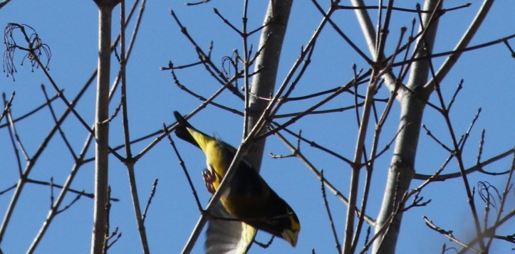 Evening Grosbeak -- I wish I'd been able to get a better pic of him...he was beautiful!