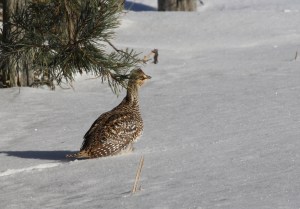 Sharp-tailed Grouse