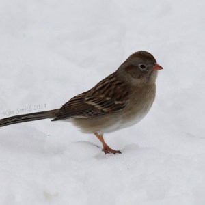 Field Sparrow, an unusual winter visitor in our area