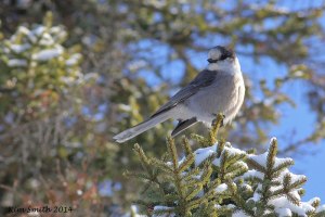 My first ever Gray Jay!