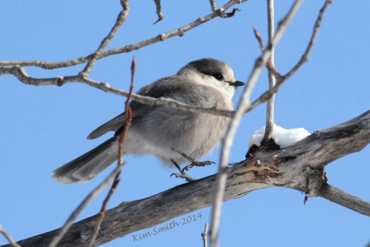 Alternate view of the Gray Jay. A friend said he looks like he's dancing and I said he's copying me while I do my "Lifer Dance"!