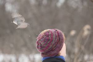 Tufted Titmouse