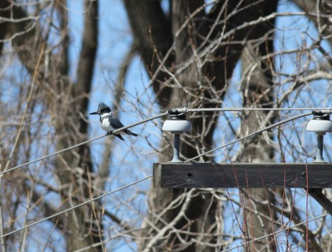 Kingfishers are Eric's favorite bird, so it's always fun to find one of them.