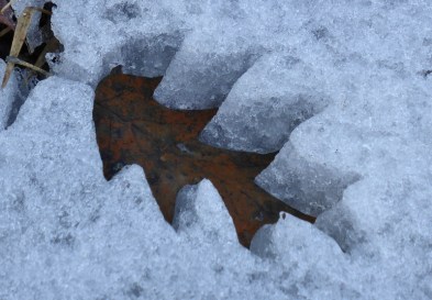Leaves making cookie cutter shapes in snow as they melt (2) (800x556)