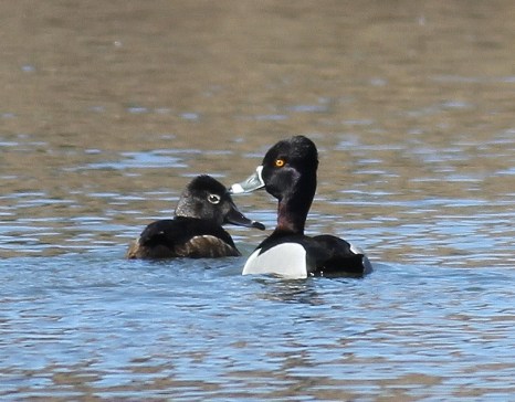 Male and female Ring-necked Ducks, just chillin' in the pond.