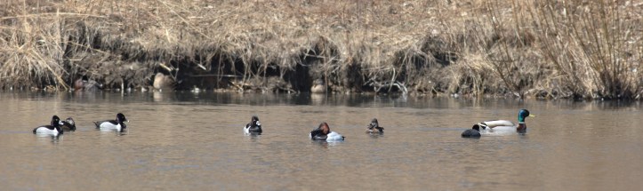 Four species of ducks here, coexisting peacefully.