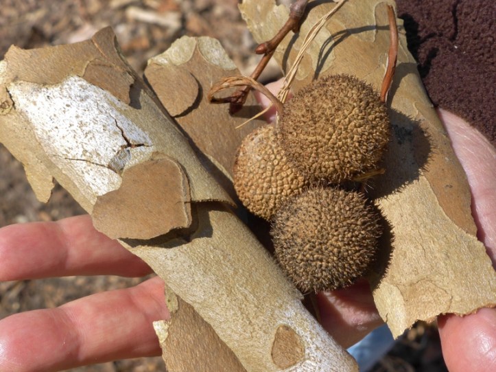 Sycamore bark and seed pods. I loved the heart shaped section of bark.