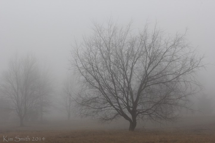 Big tree in fog