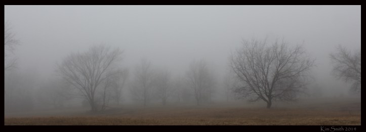 Trees in fog - banner style