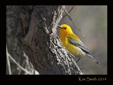Prothonotary Warbler - seen at Magee Marsh in Ohio on April 23, 2014.