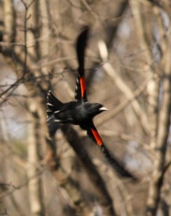 Red-winged Blackbird, another of our migratory species