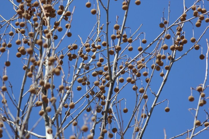 Sycamore seed pods decorating the tree.