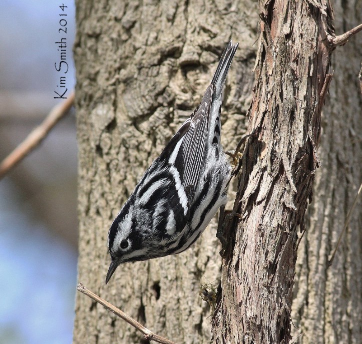 Black-and-white Warbler