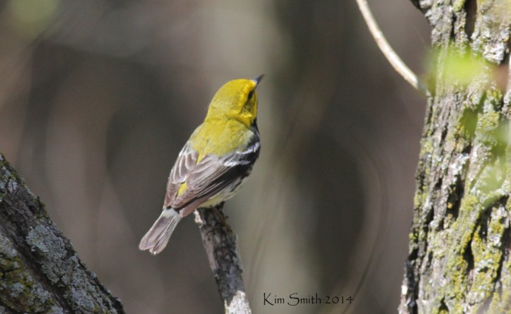 Black-throated Green Warbler seen from above -- isn't he gorgeous?